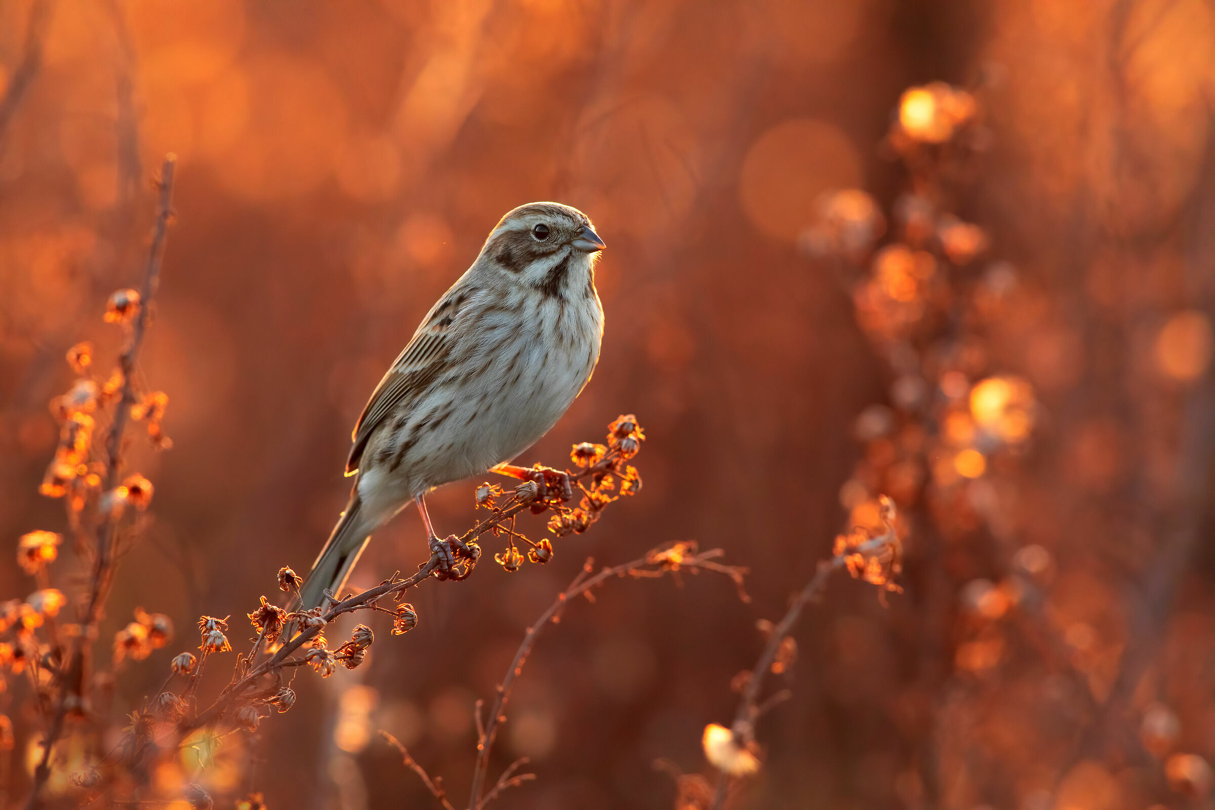 Luce da intercettare (migliarino)