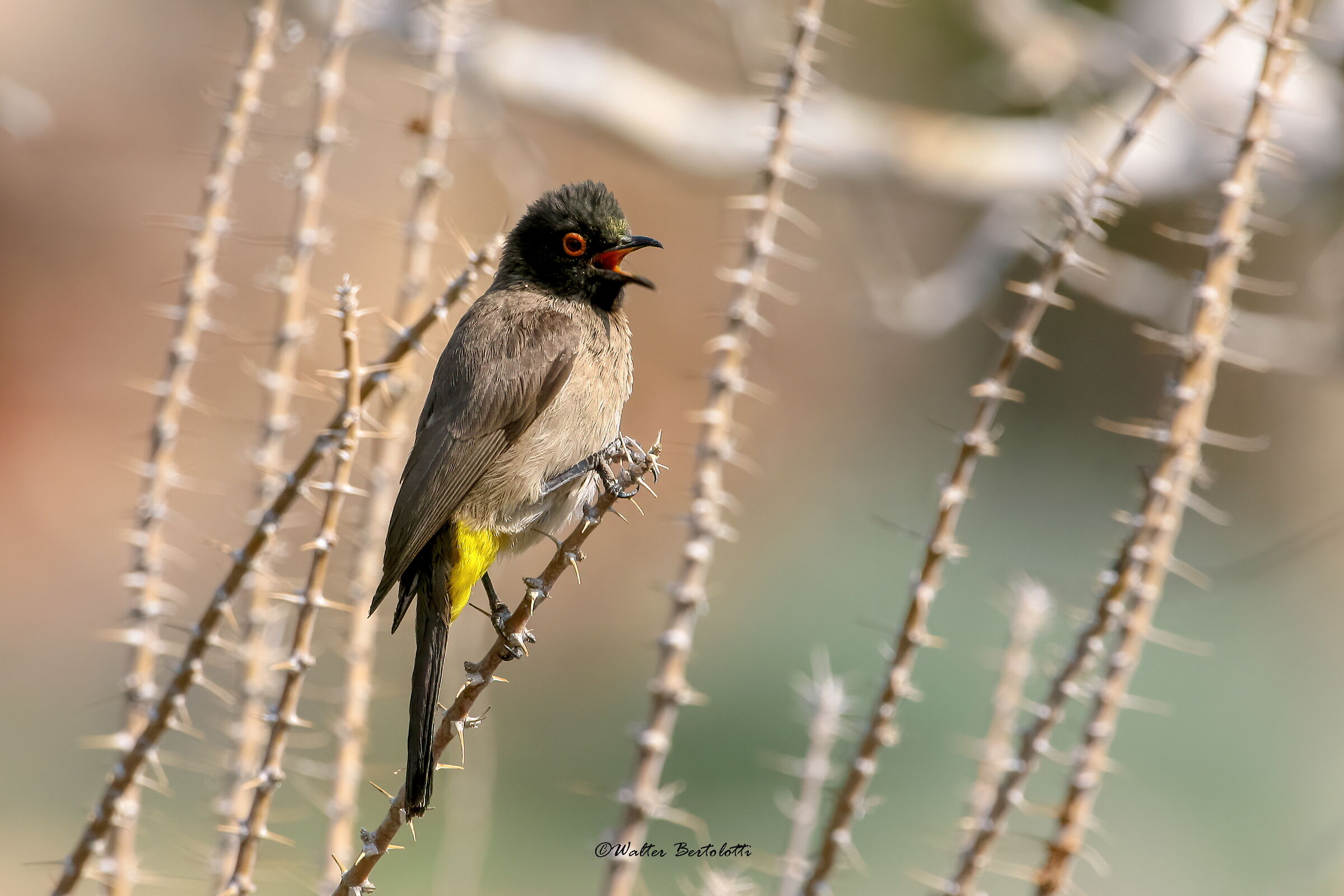 bulbul dagli occhi rossi africano
