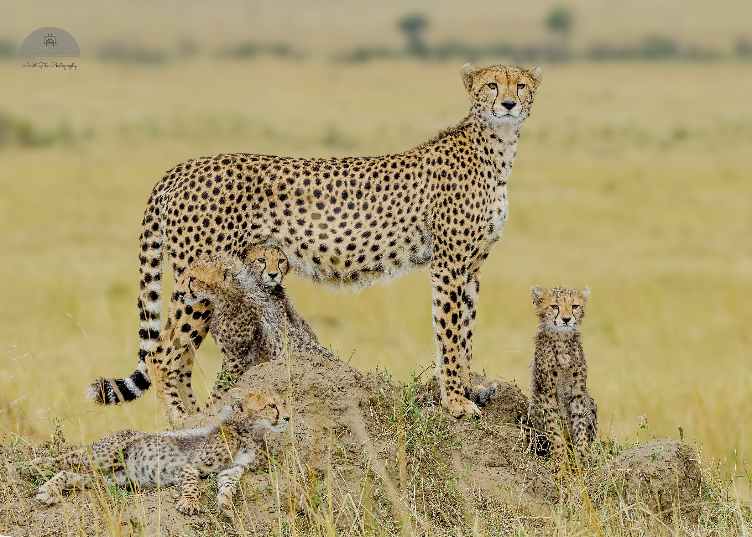 Cheetah family Portrait_Masaimara, Kenya