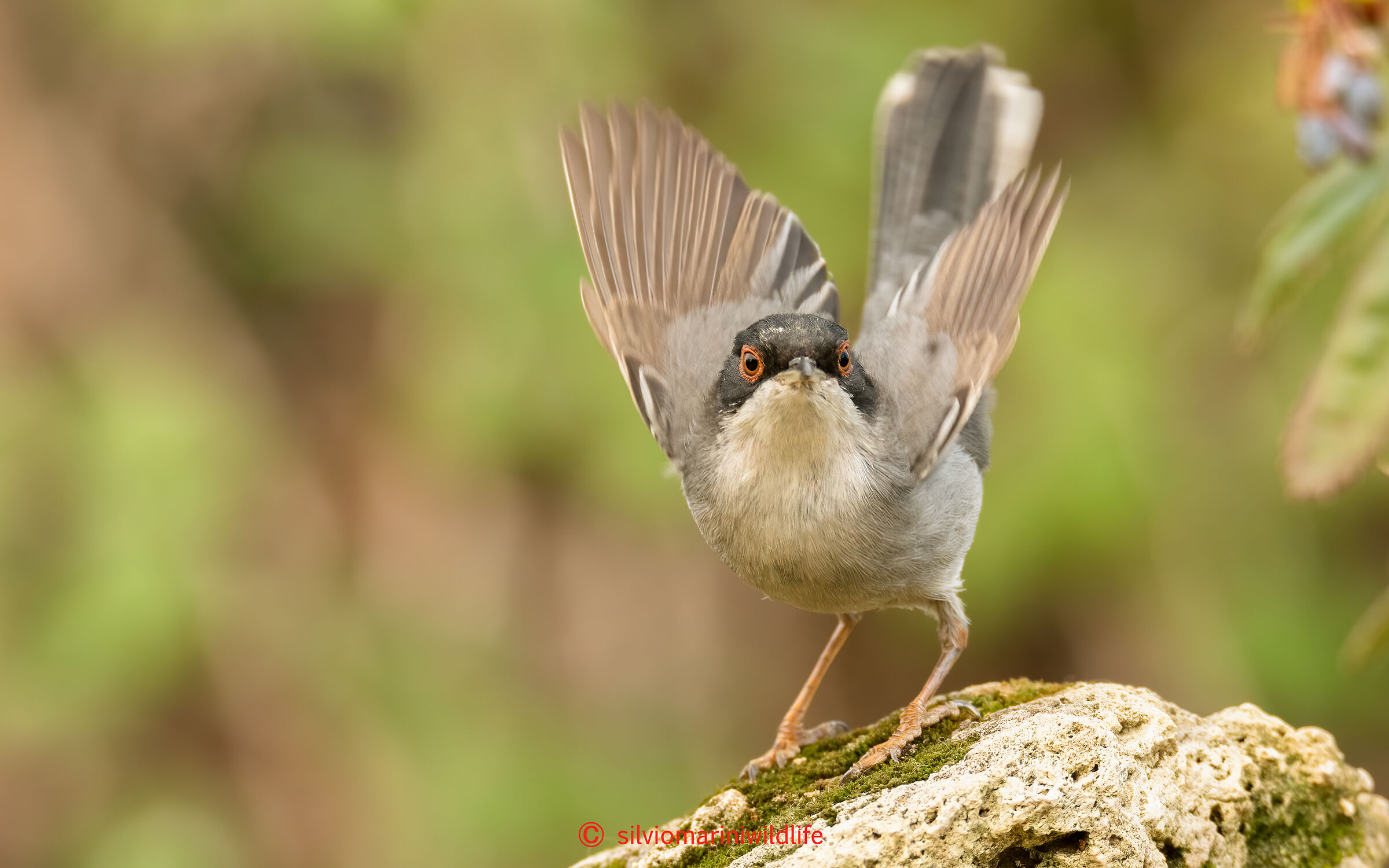 Occhiocotto  (Sylvia melanocephala)
