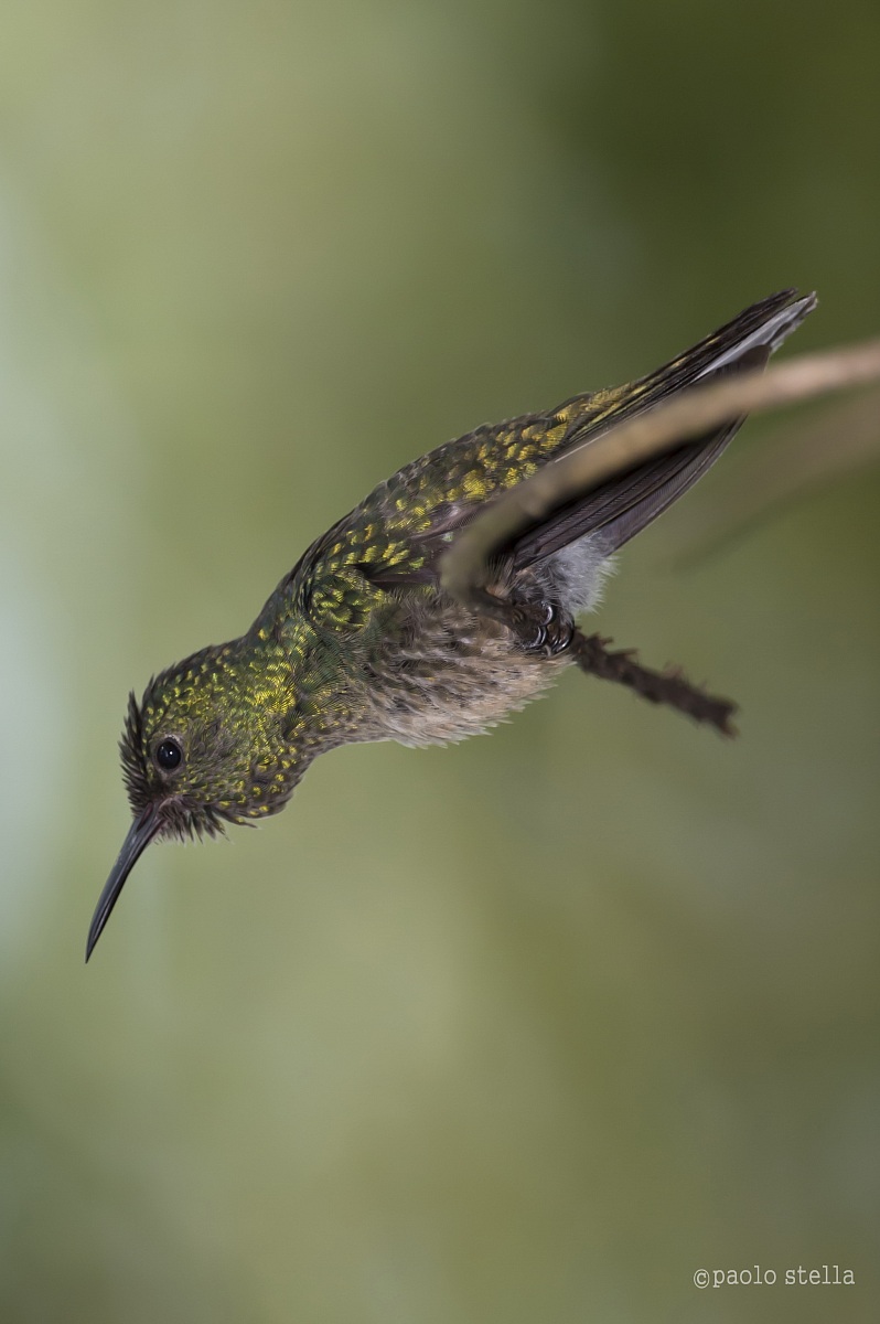 Rufous-tailed Hummingbird
