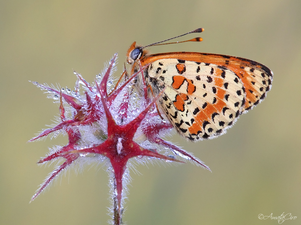 Melitaea didyma (Esper, 1779)