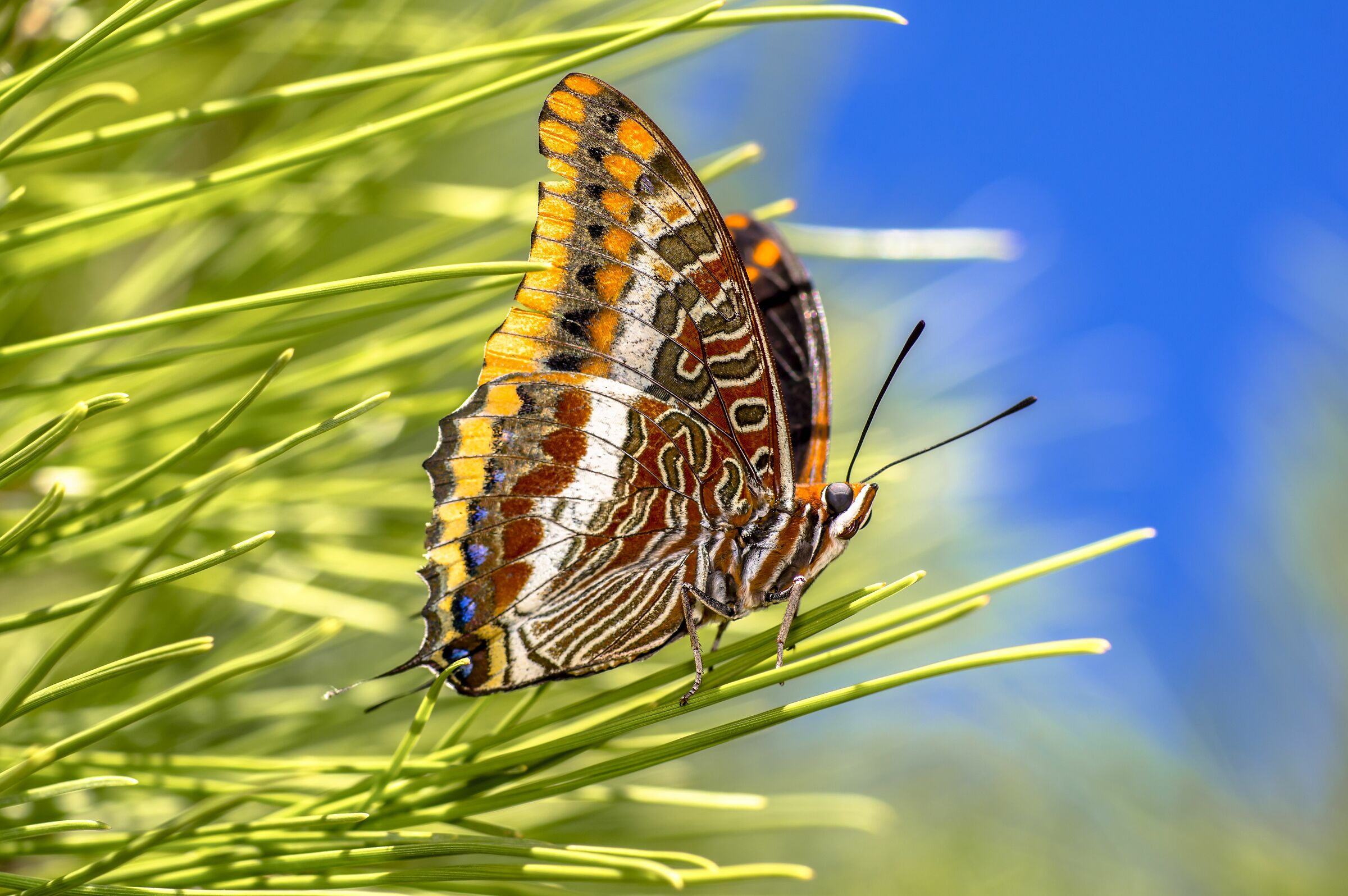 Corbezzolo Nymph (Charaxes Jasius)