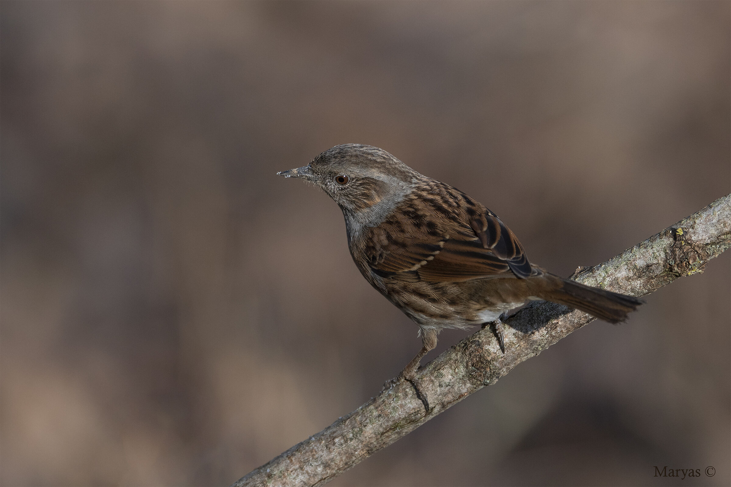 Incontro con Silvietta....di Lupo Alberto...