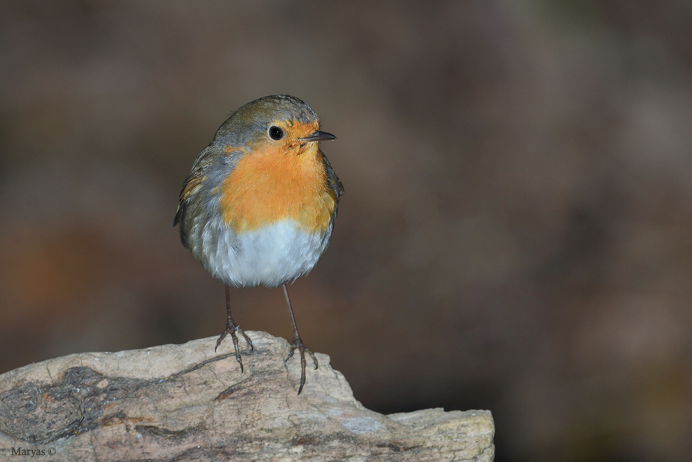 Pettirosso arruffato