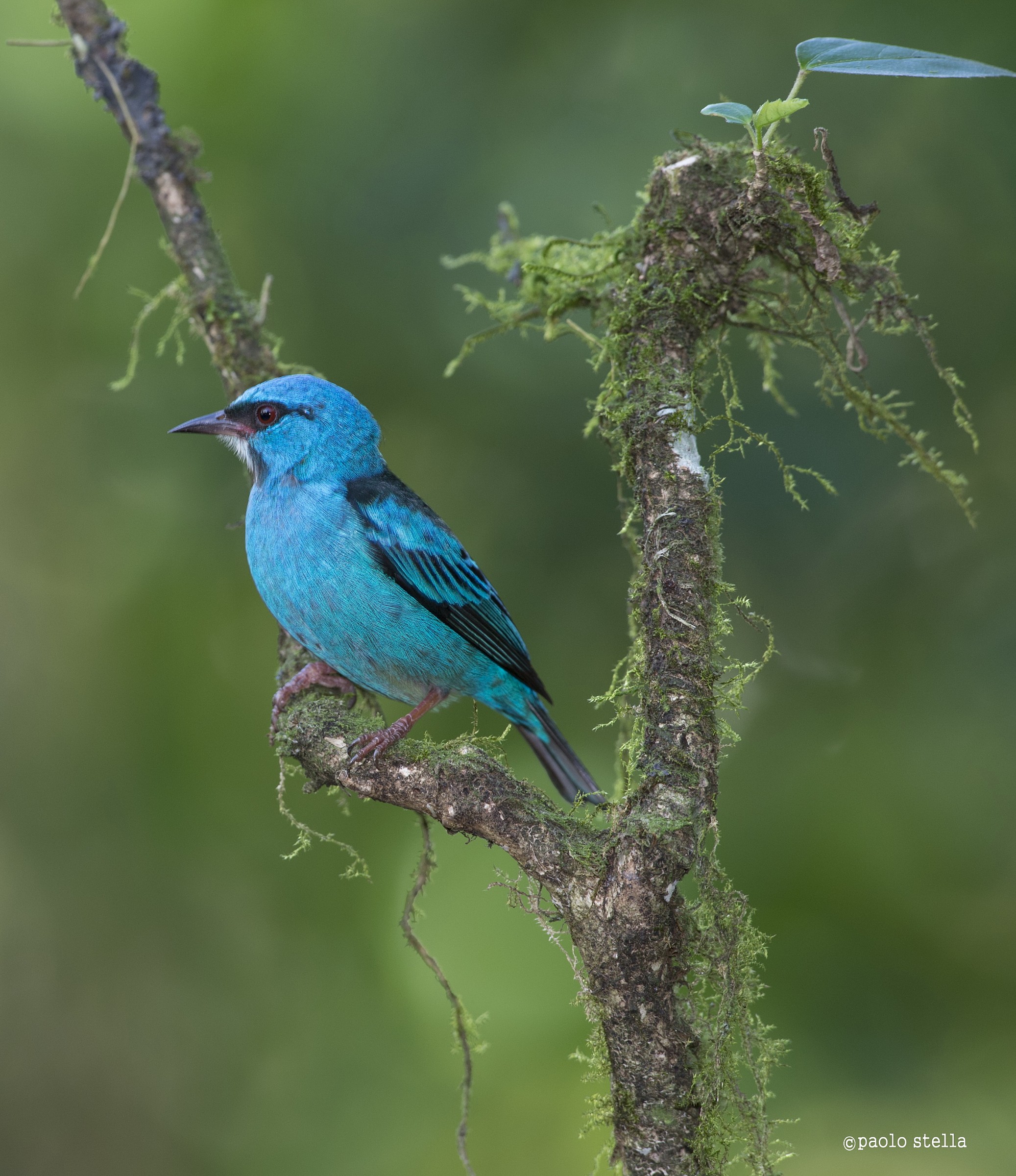 Blue Dacnis bad