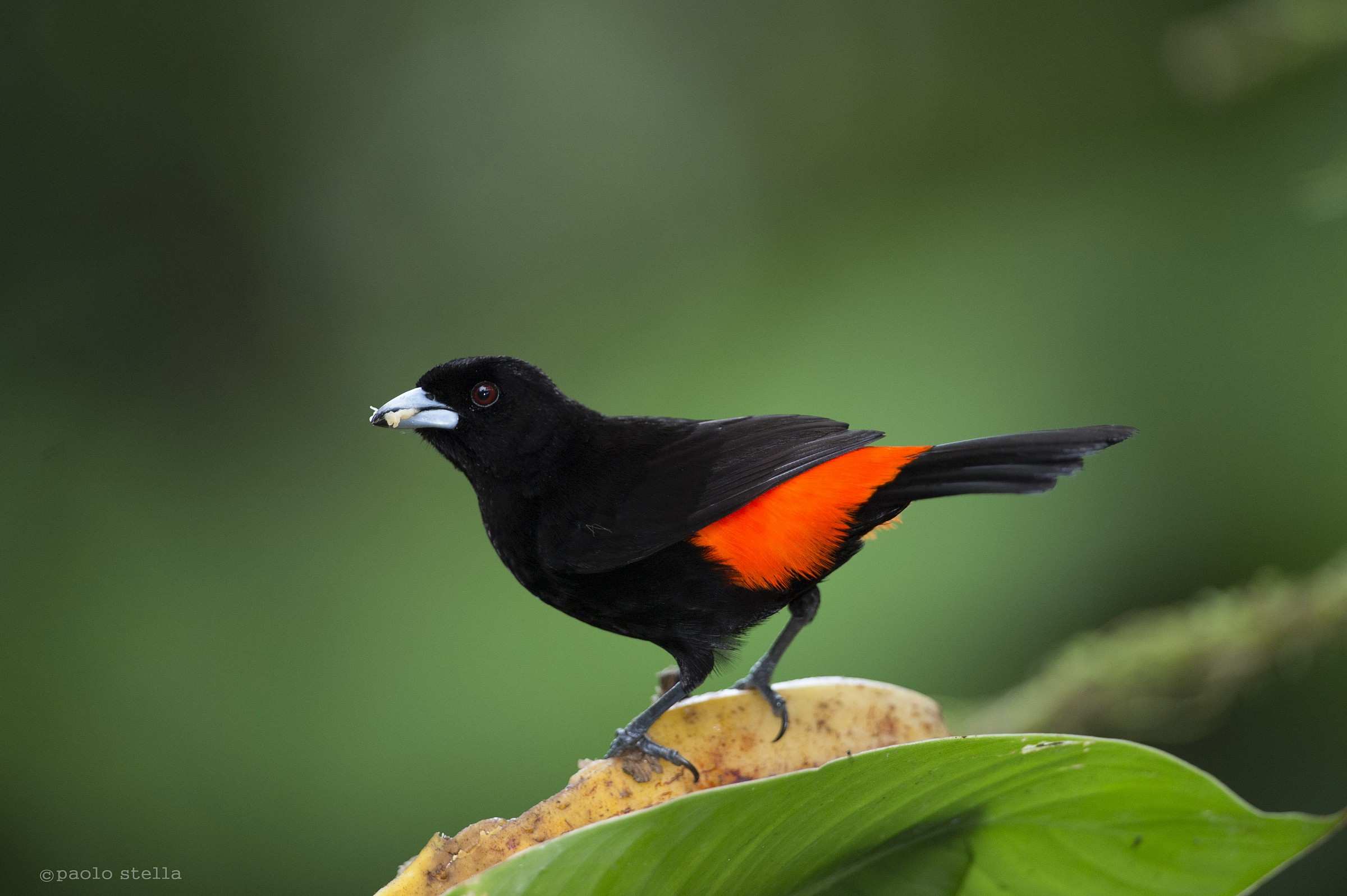 scarlet rumped cacique