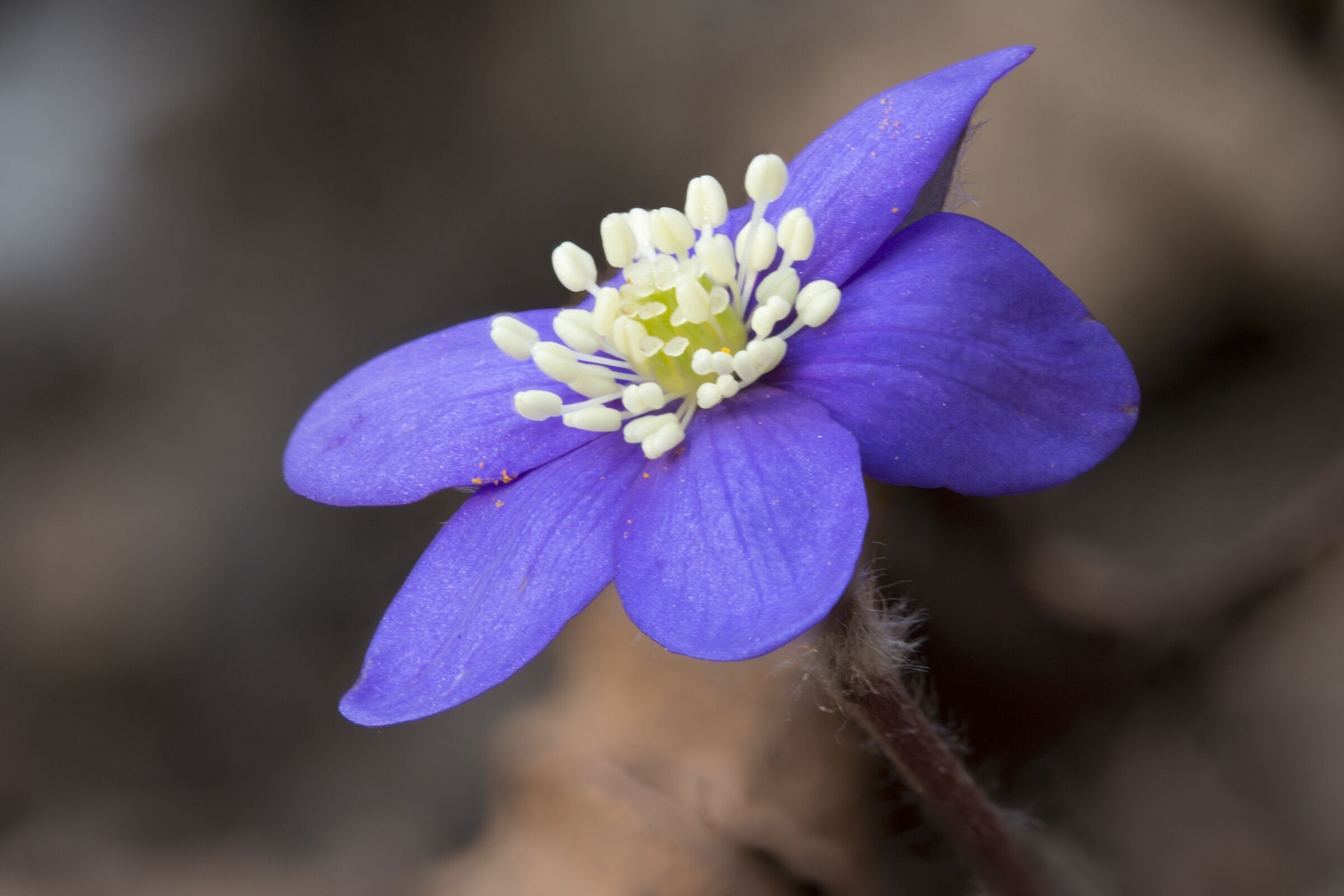 Hepatica nobilis
