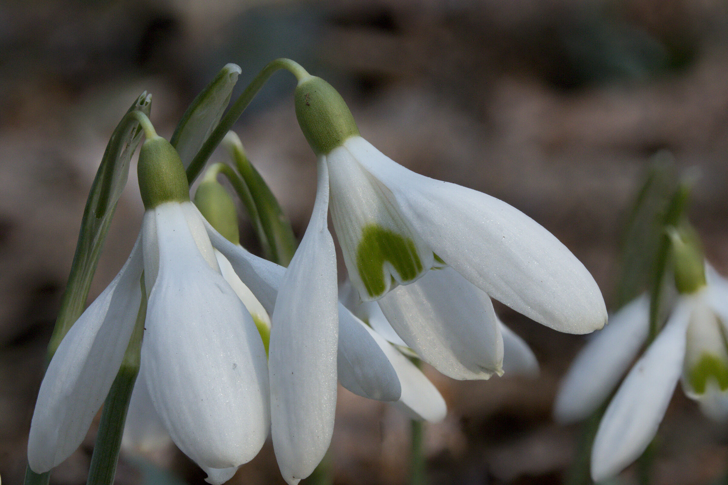 Bucaneve (Galanthus nivalis)