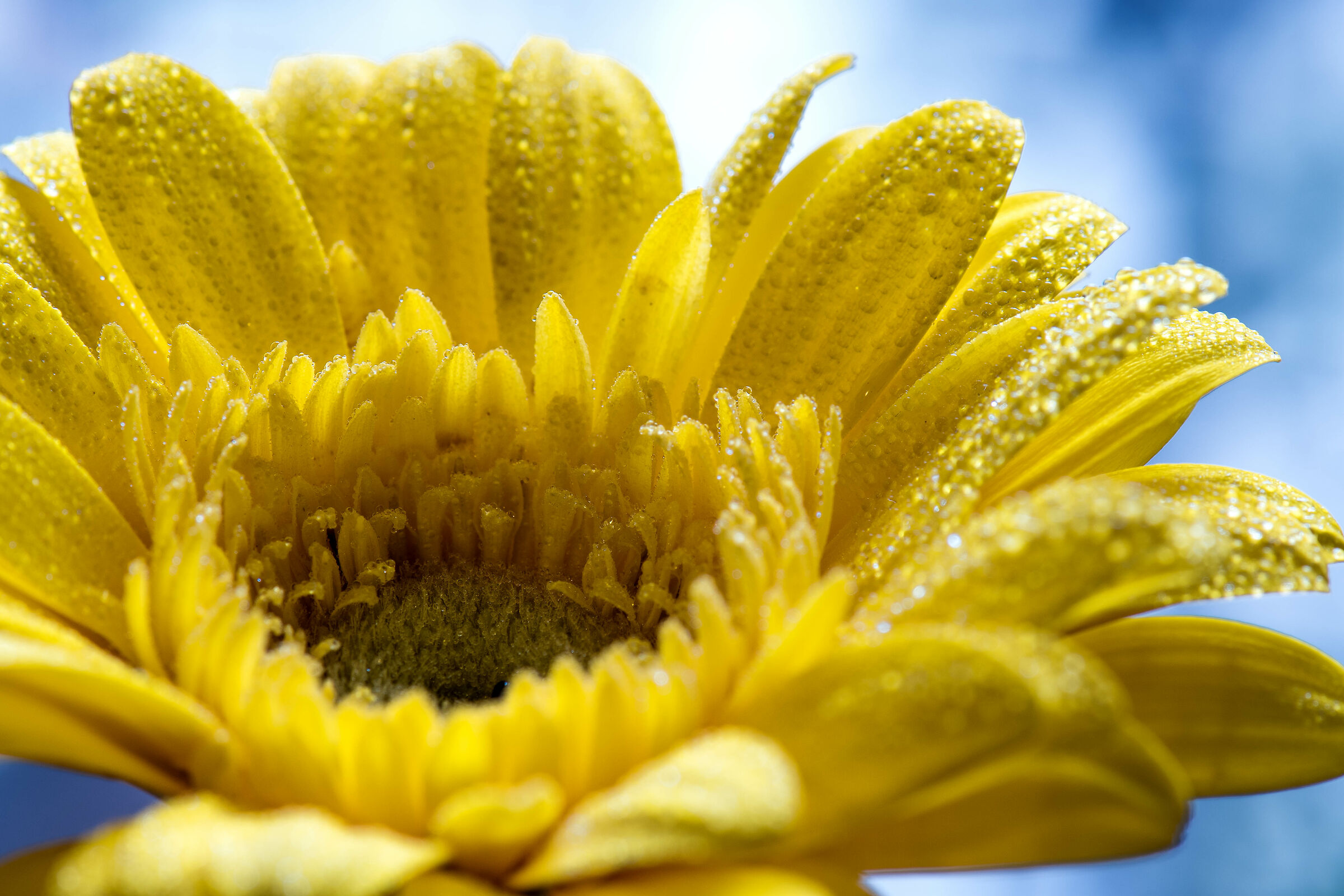 Gerbera Yellow