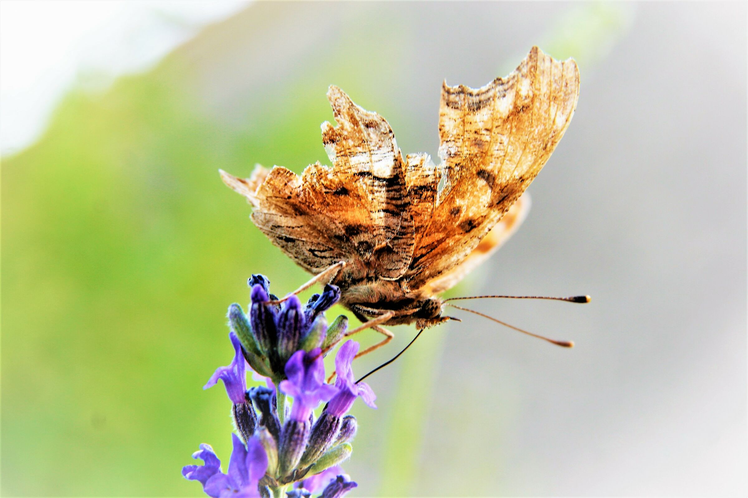 Sulla lavanda della signora Silvana.
