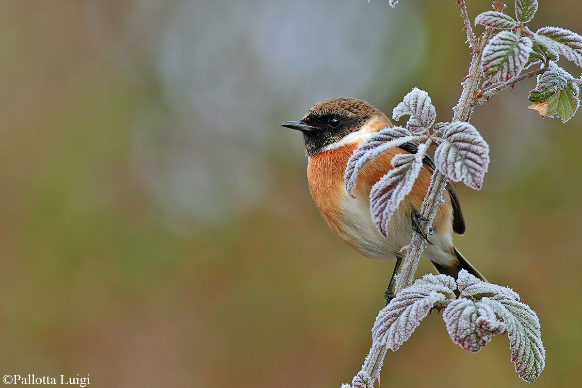 Saltimpalo (Saxicola torquata)
