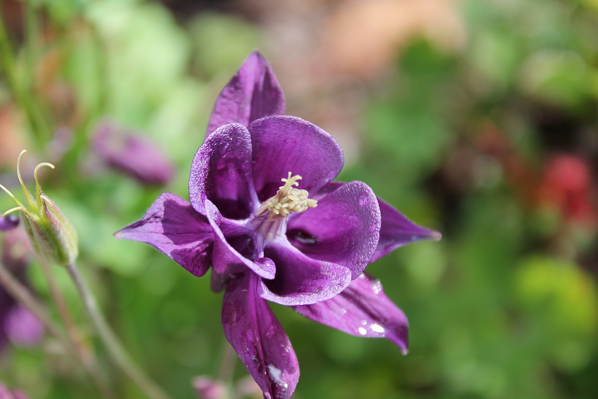 aquilegia selvatica viola