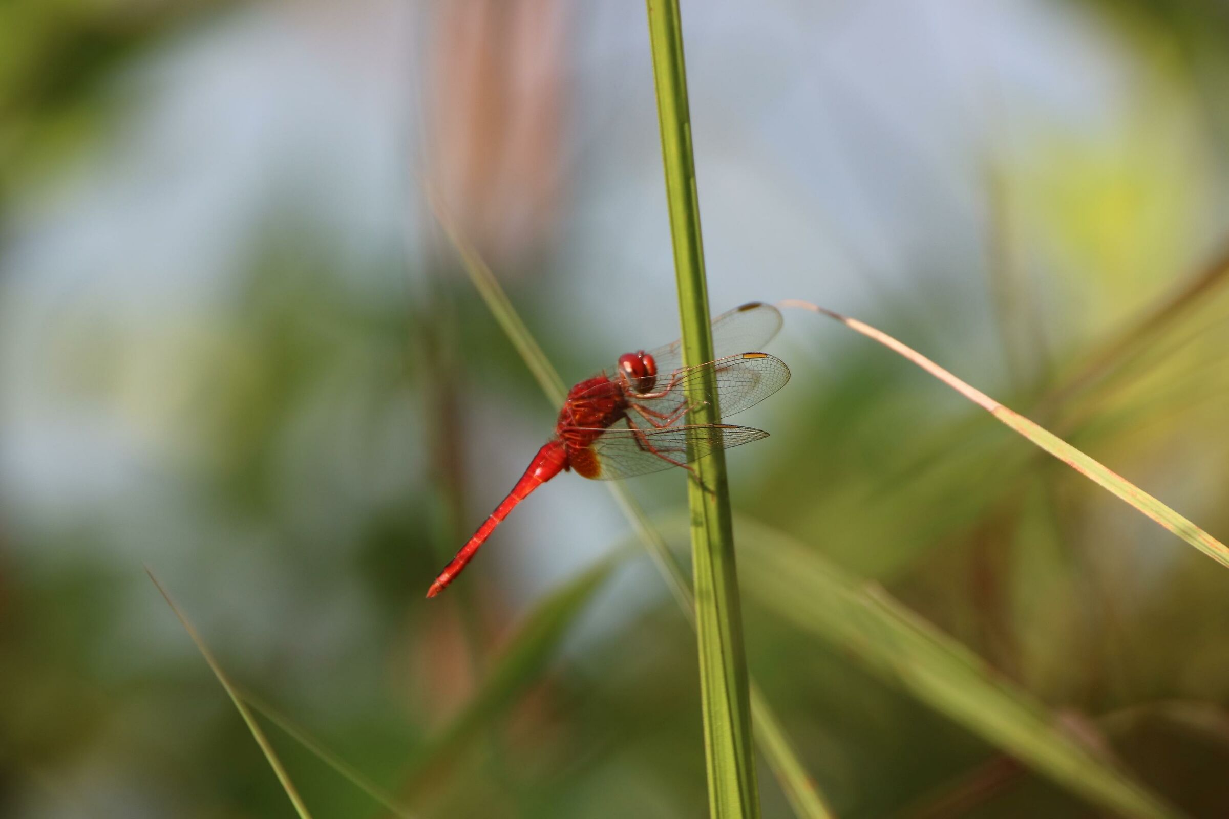 Libellula