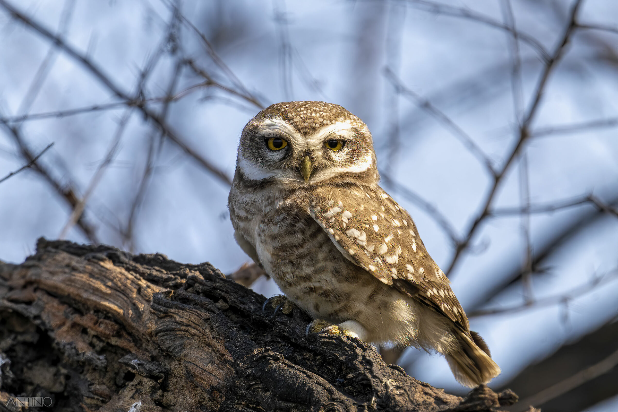 Spotted owlet, spotted owl