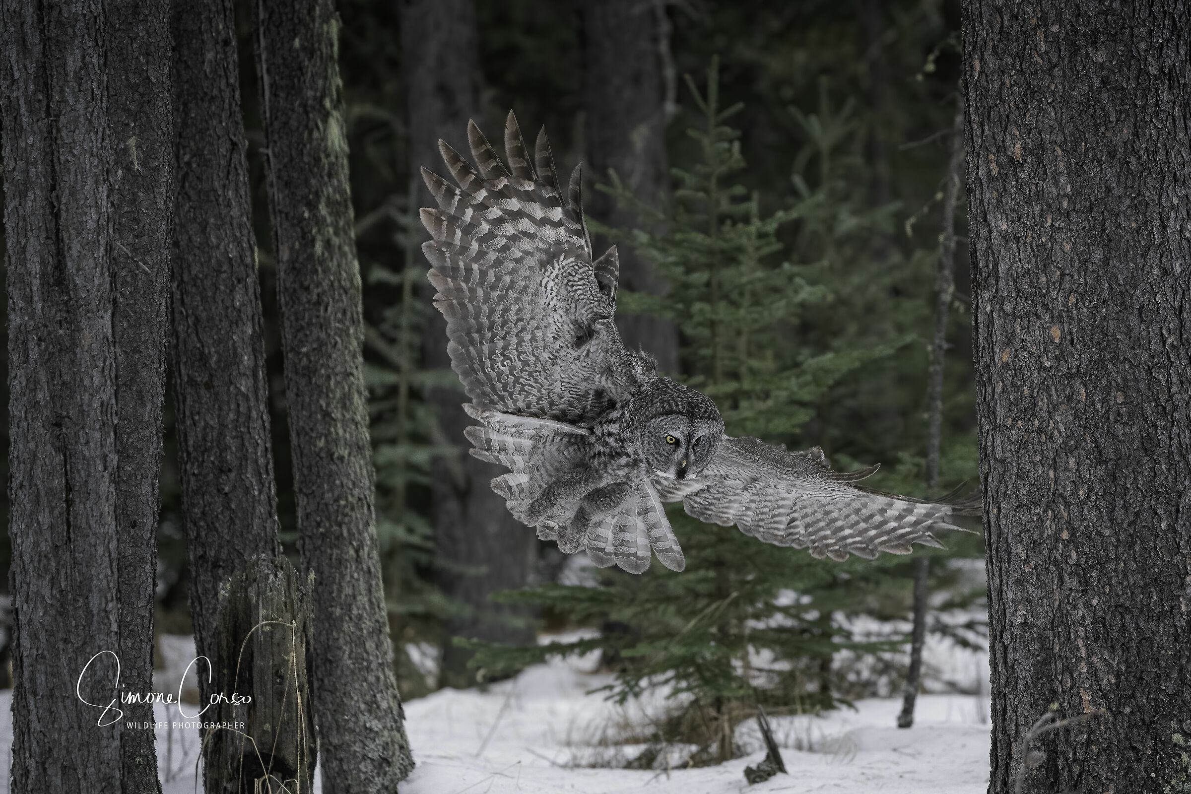 Srix Nebulosa - Allocco di Lapponia