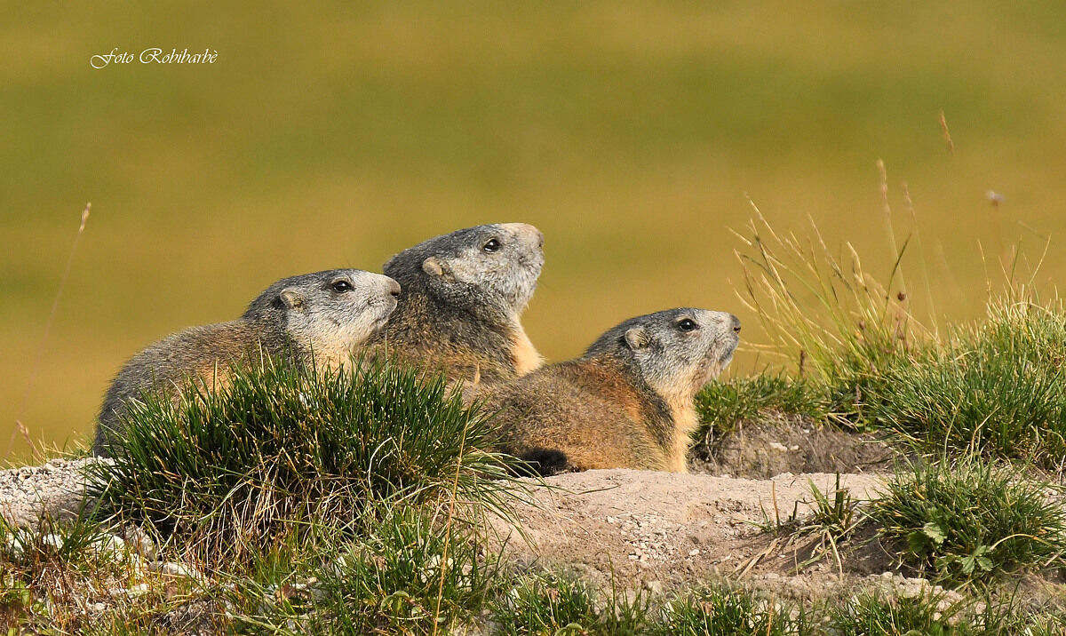 Marmottre...
