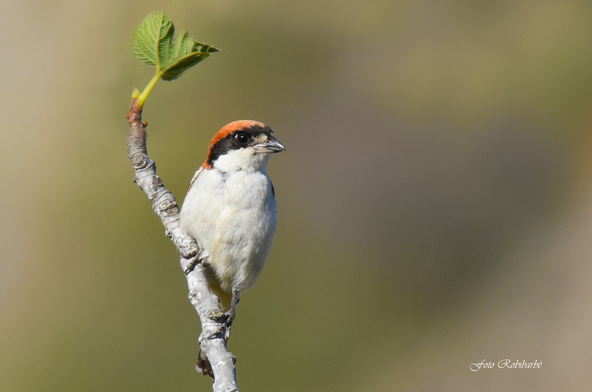 To have it redheaded... on the fig tree...