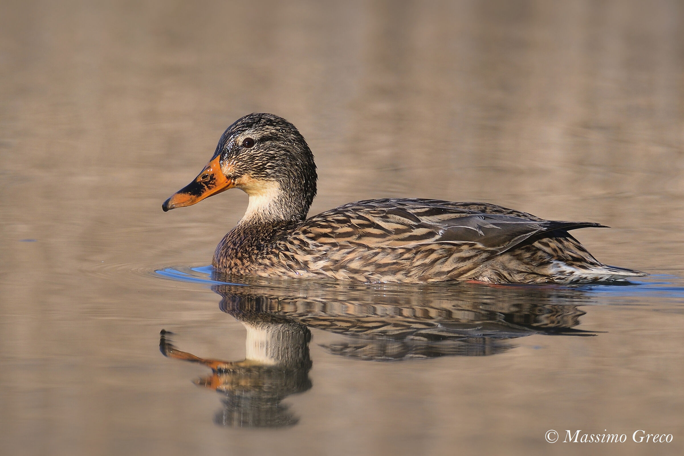 Femmina di Germano reale
