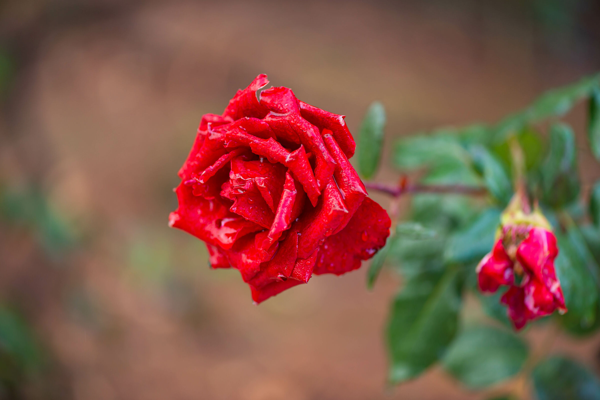 Roses under The Rain