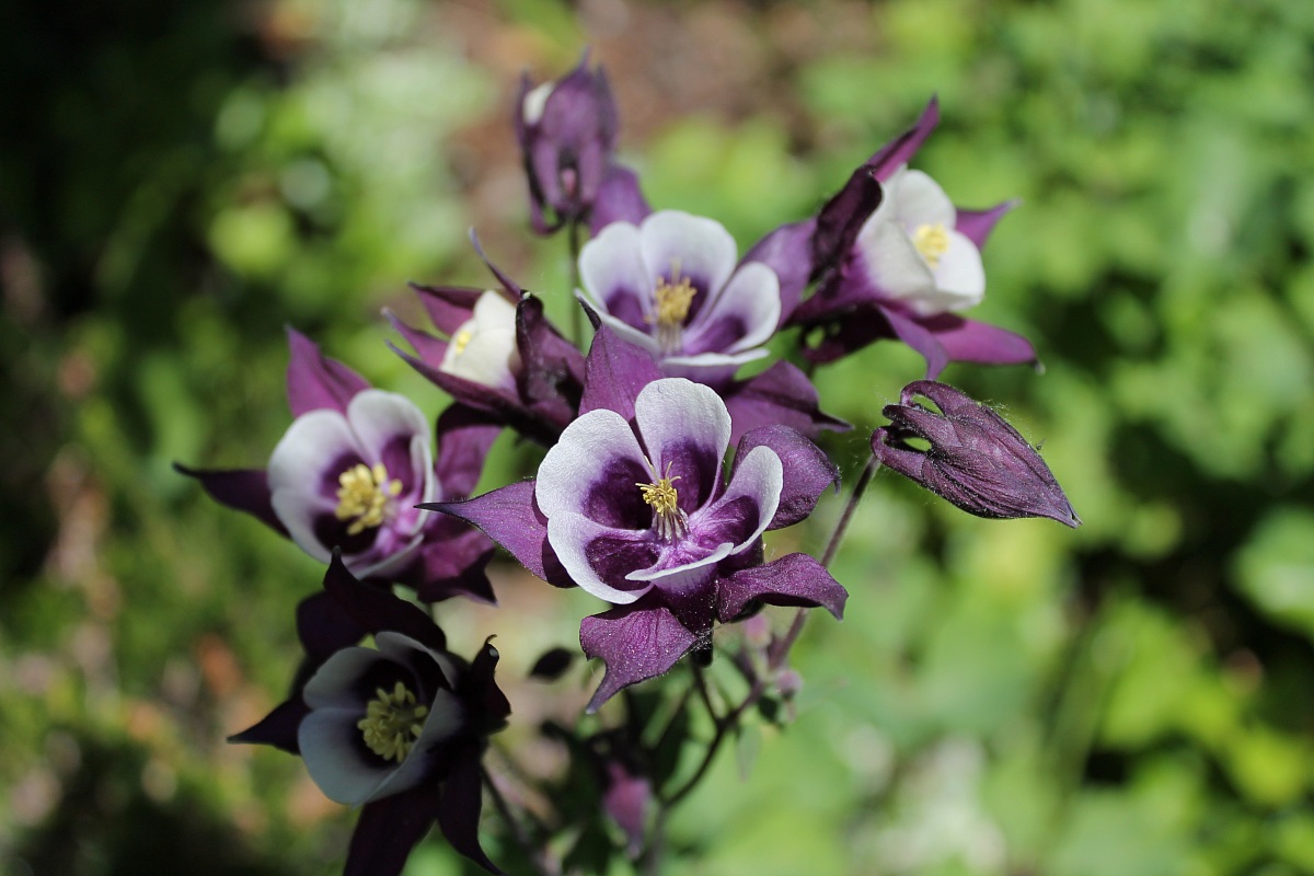 aquilegia selvatica bicolore