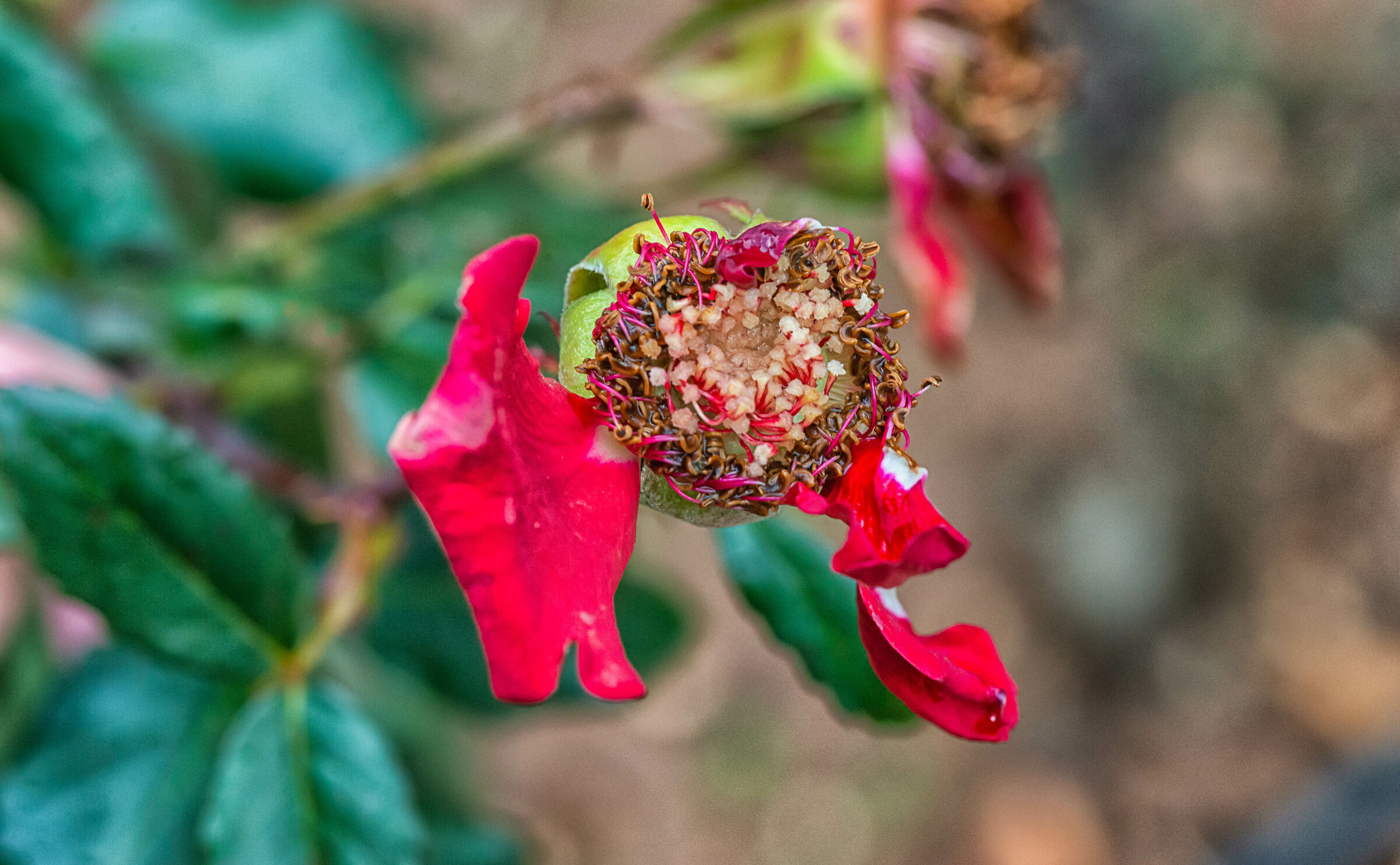 Roses under The Rain