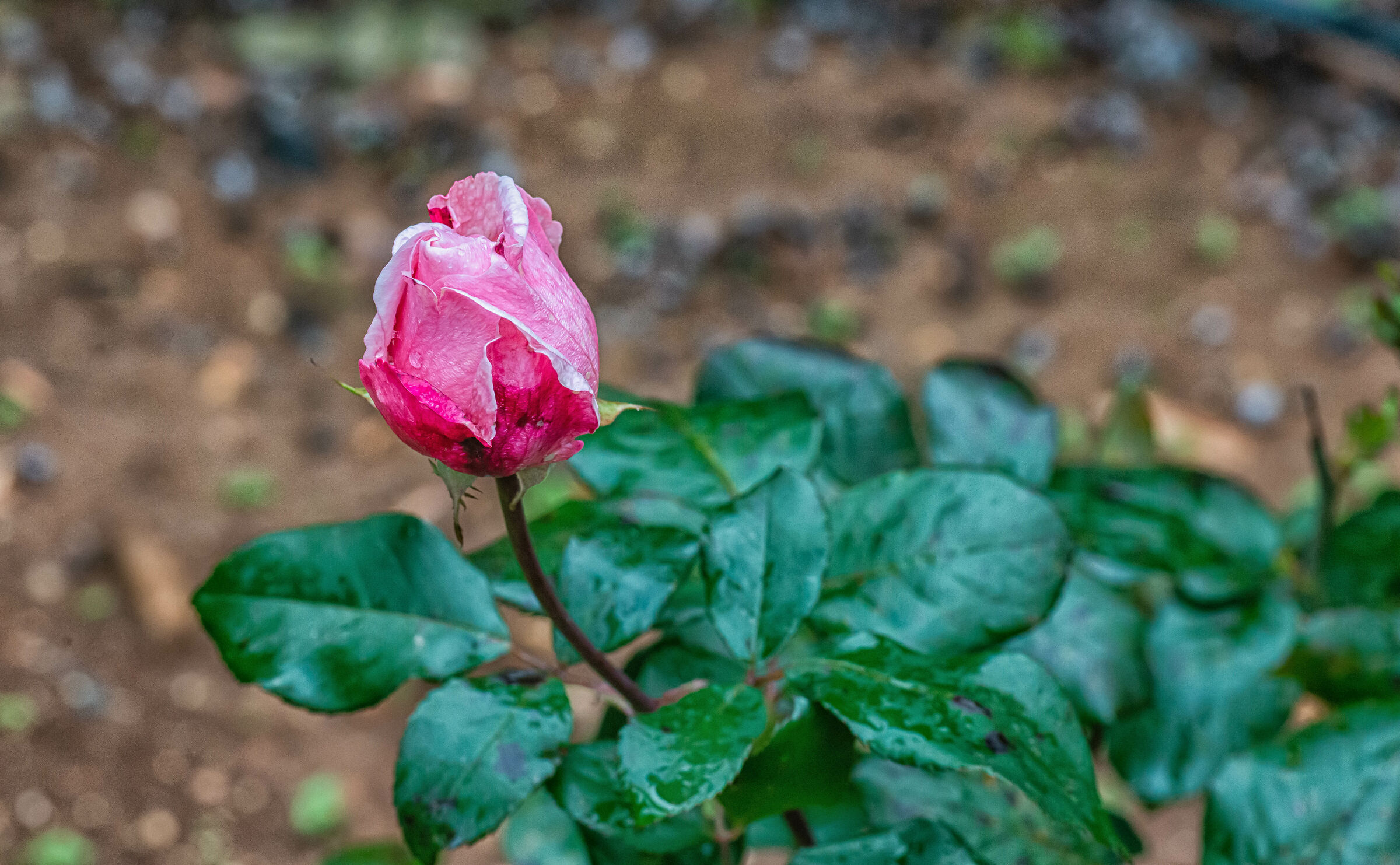 Roses under The Rain
