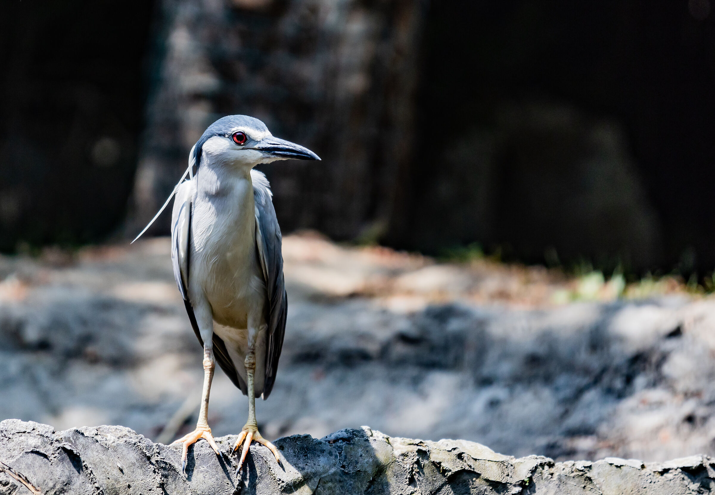 Nitticora - Nycticorax nycticorax