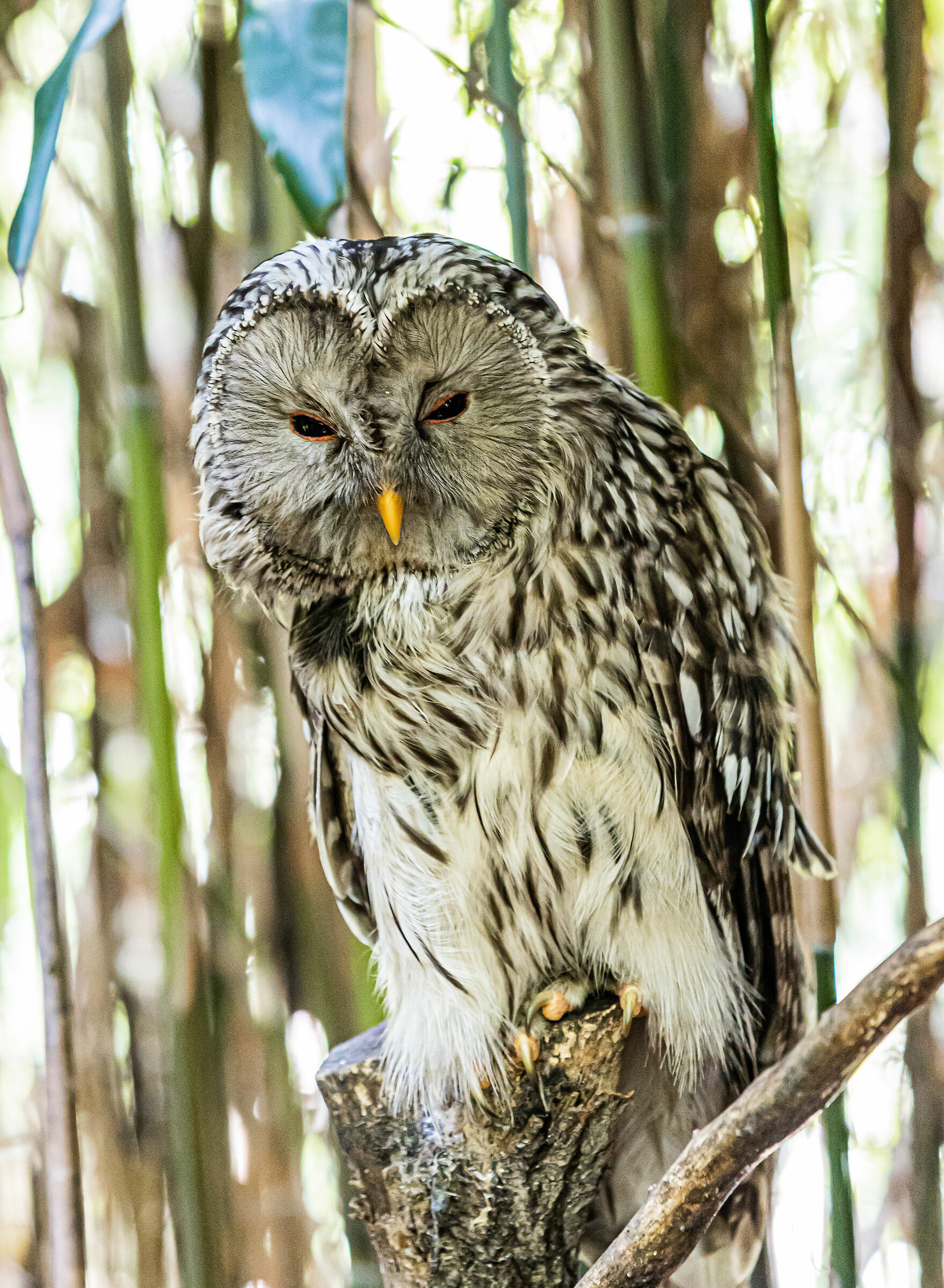 Urals - Strix uralensis