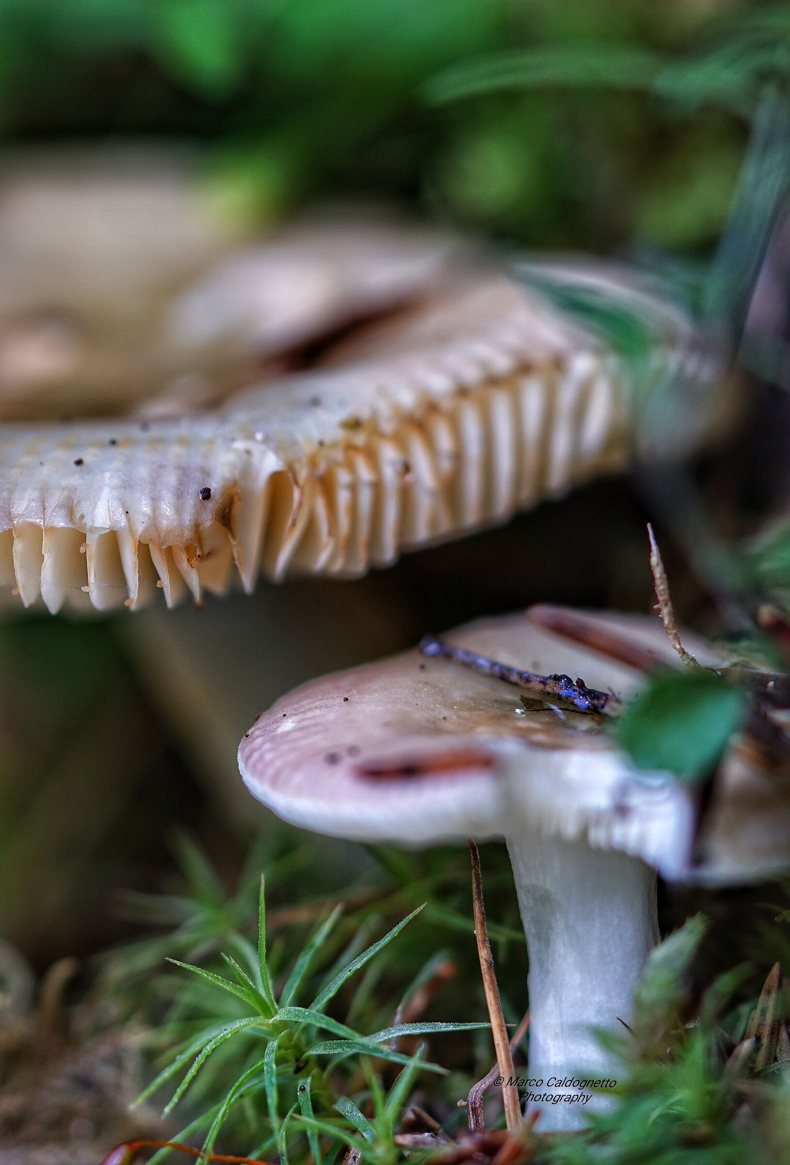 Mondo in miniatura .. No! Buono!