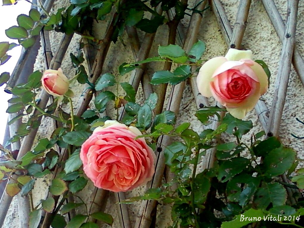 Rose sul mio terrazzo