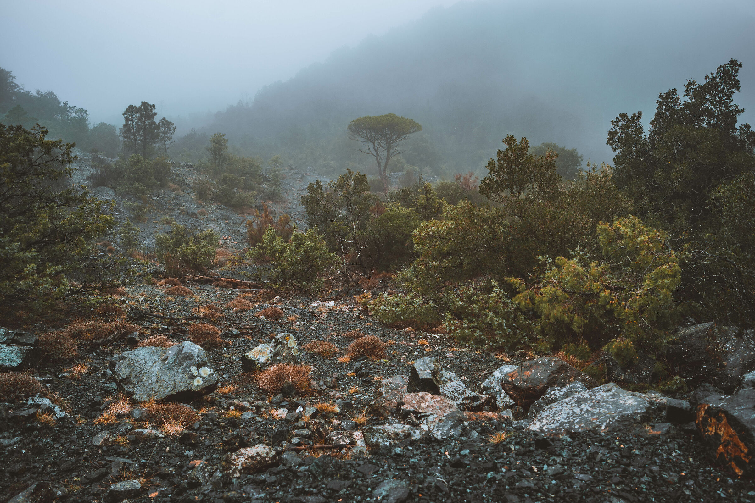 Nebbia a Monterufoli