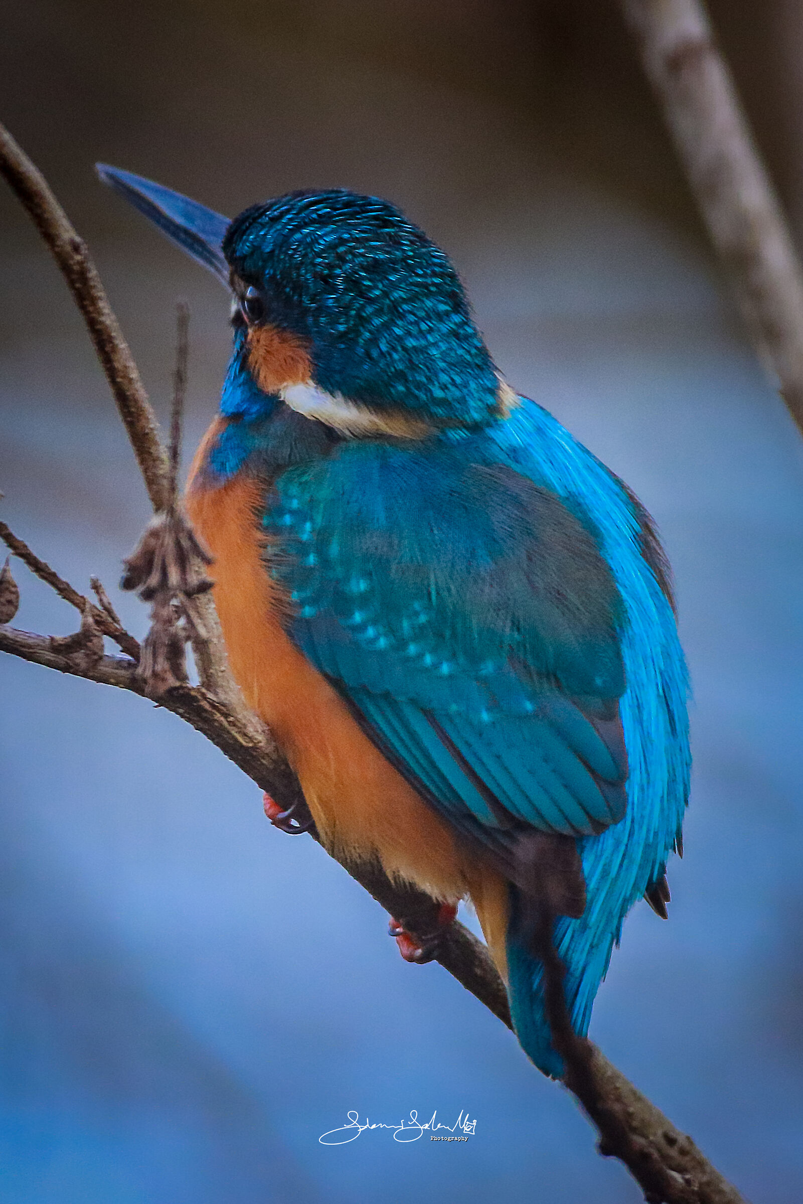 Blue textures (Alcedo atthis, Linnaeus, 1758)