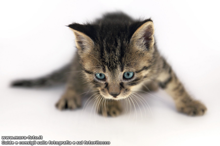 Cucciolo di gatto