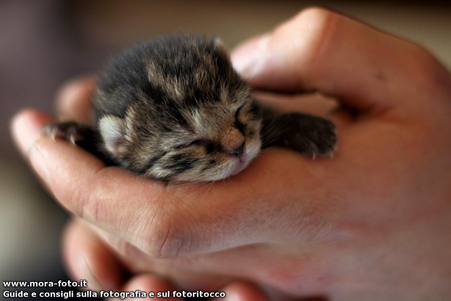 Cucciolo di gatto addormentato