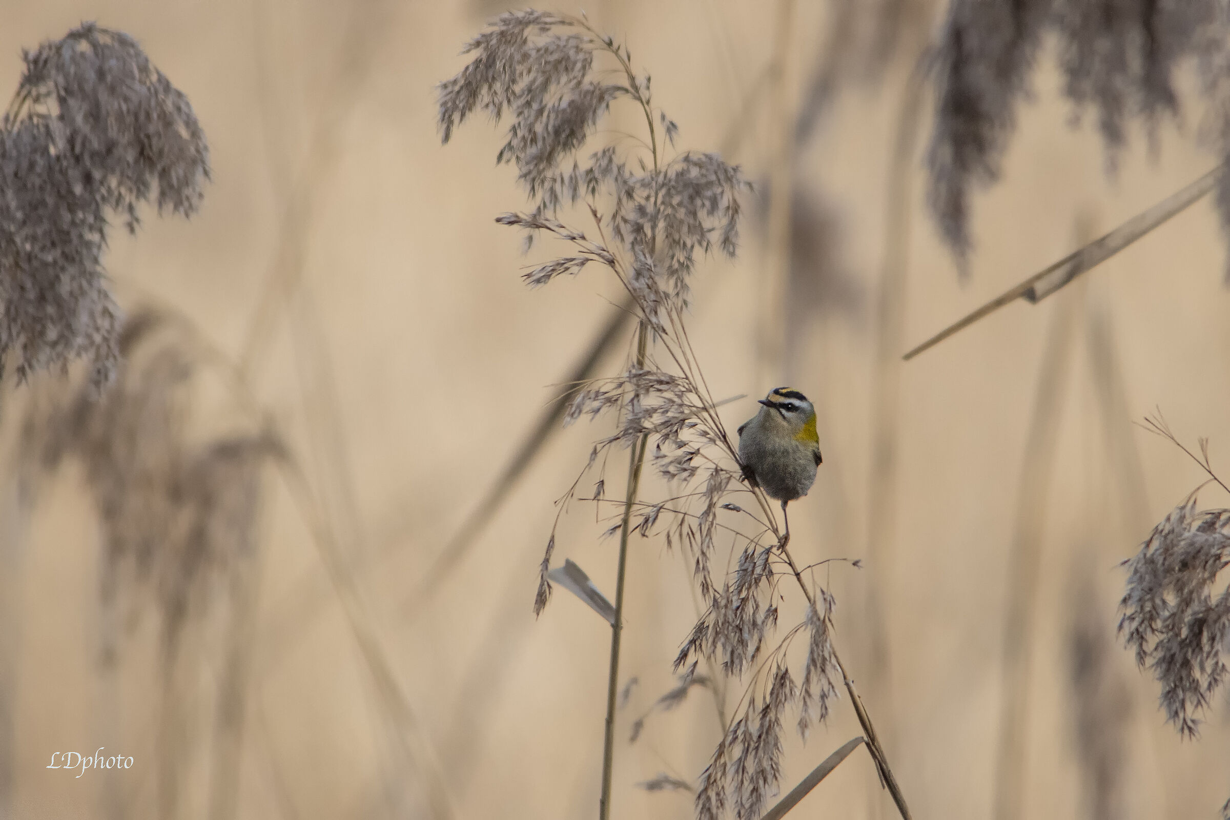 Fiorrancino (Regulus ignicapilla)
