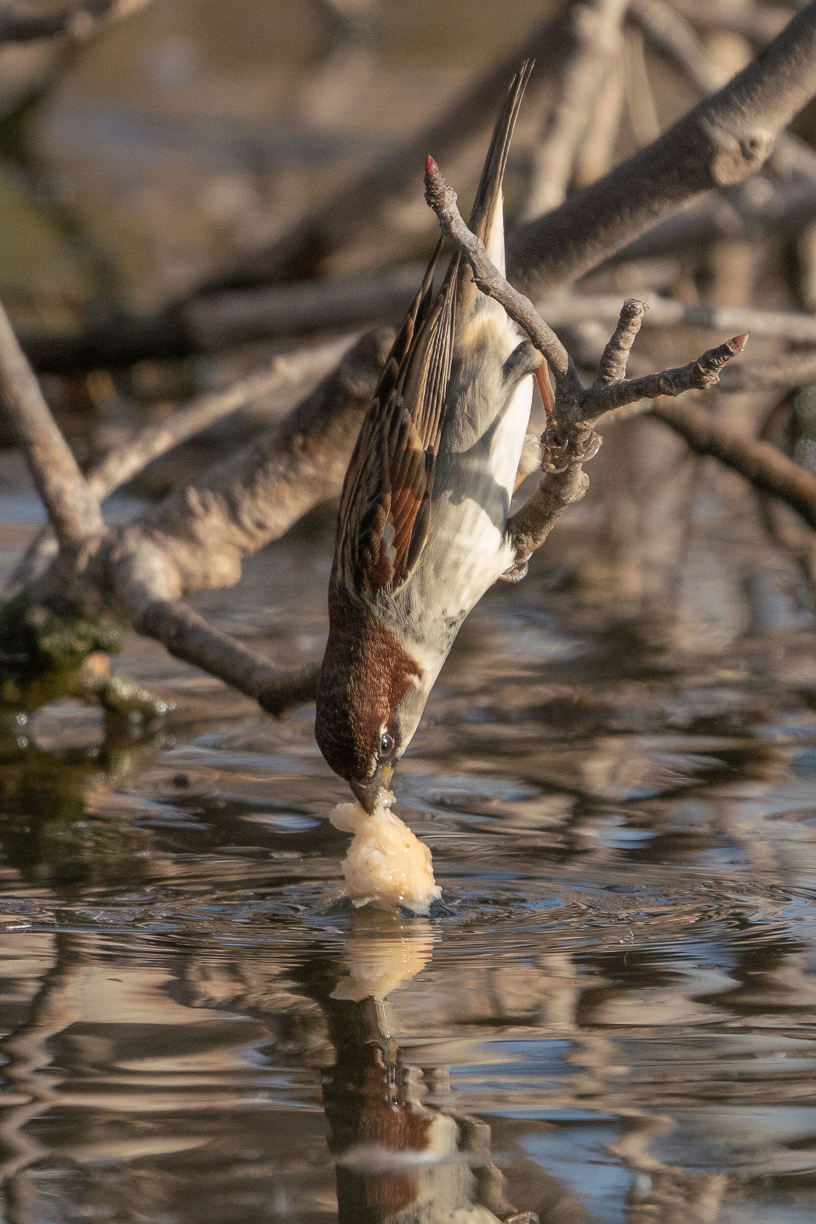 What a struggle... for a piece of bread