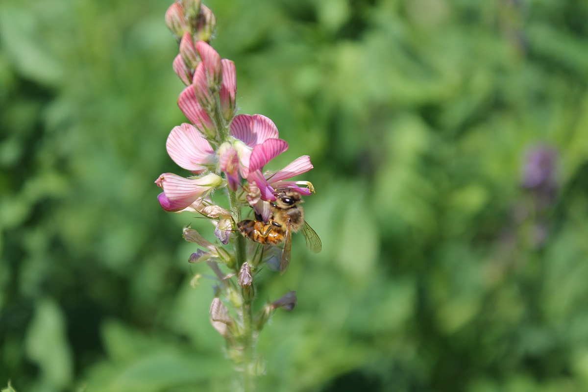 fiore di prato con ape
