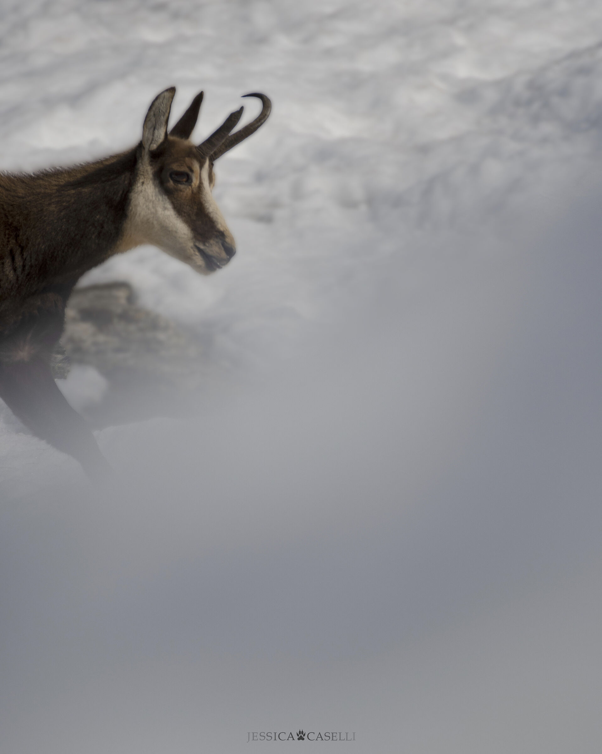 “Walking under a winter sun”