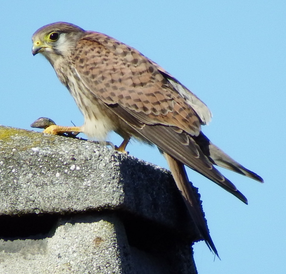 Ogni giorno un gheppio... Ogni giorno una lucertola...