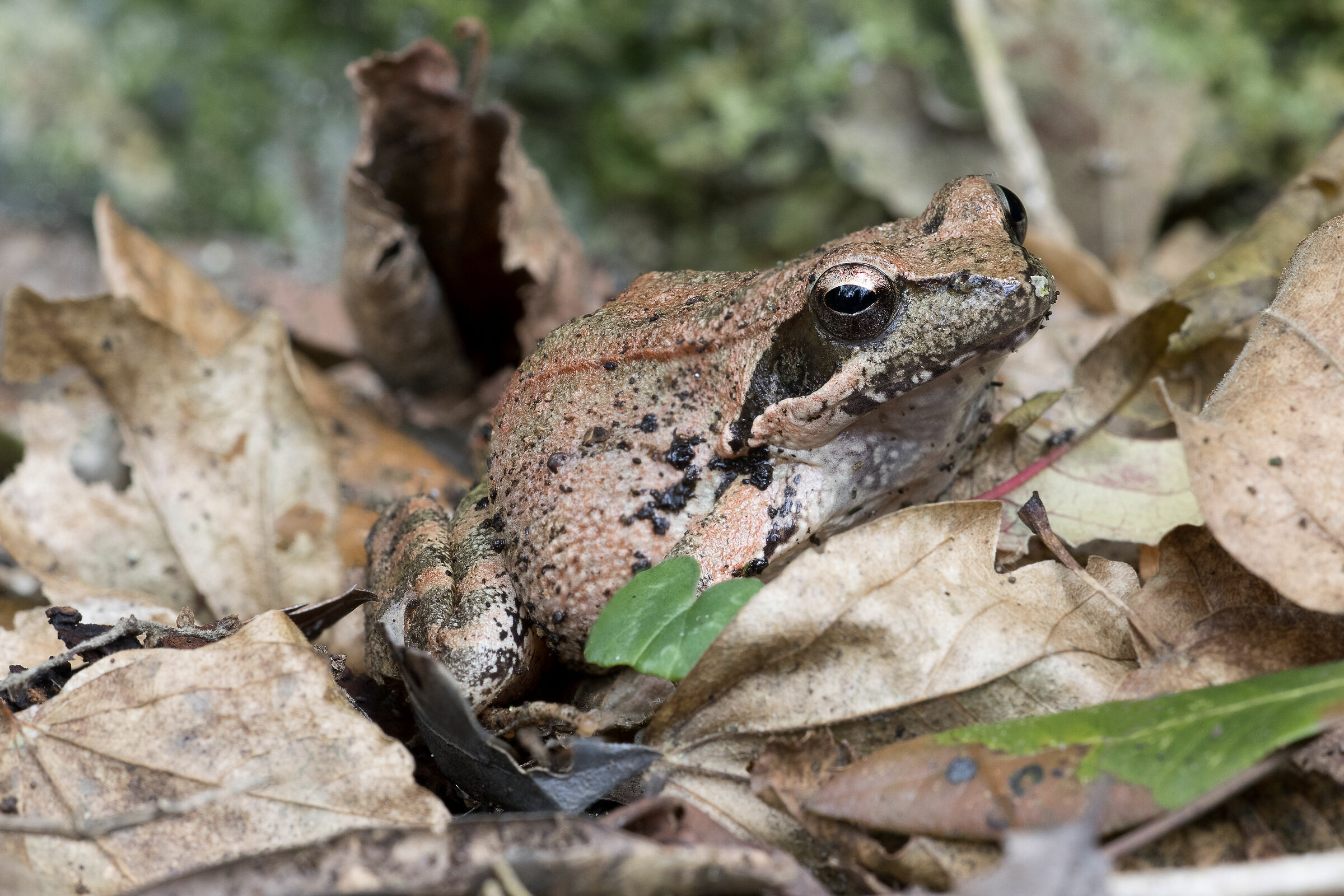 Dalmatine Frog