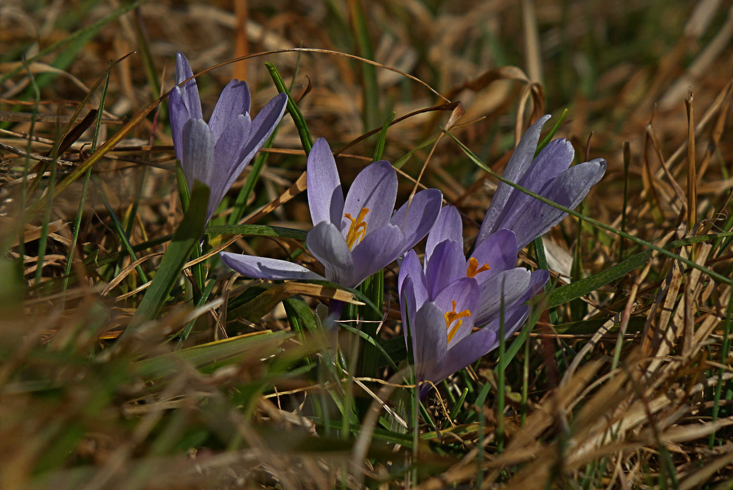 February Crocuses