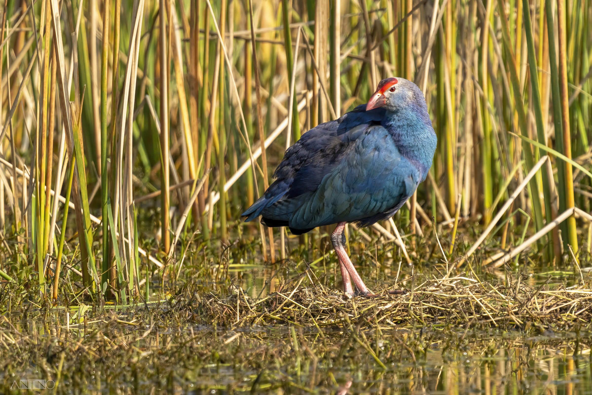Grey-headed swamphen, chicken sultan