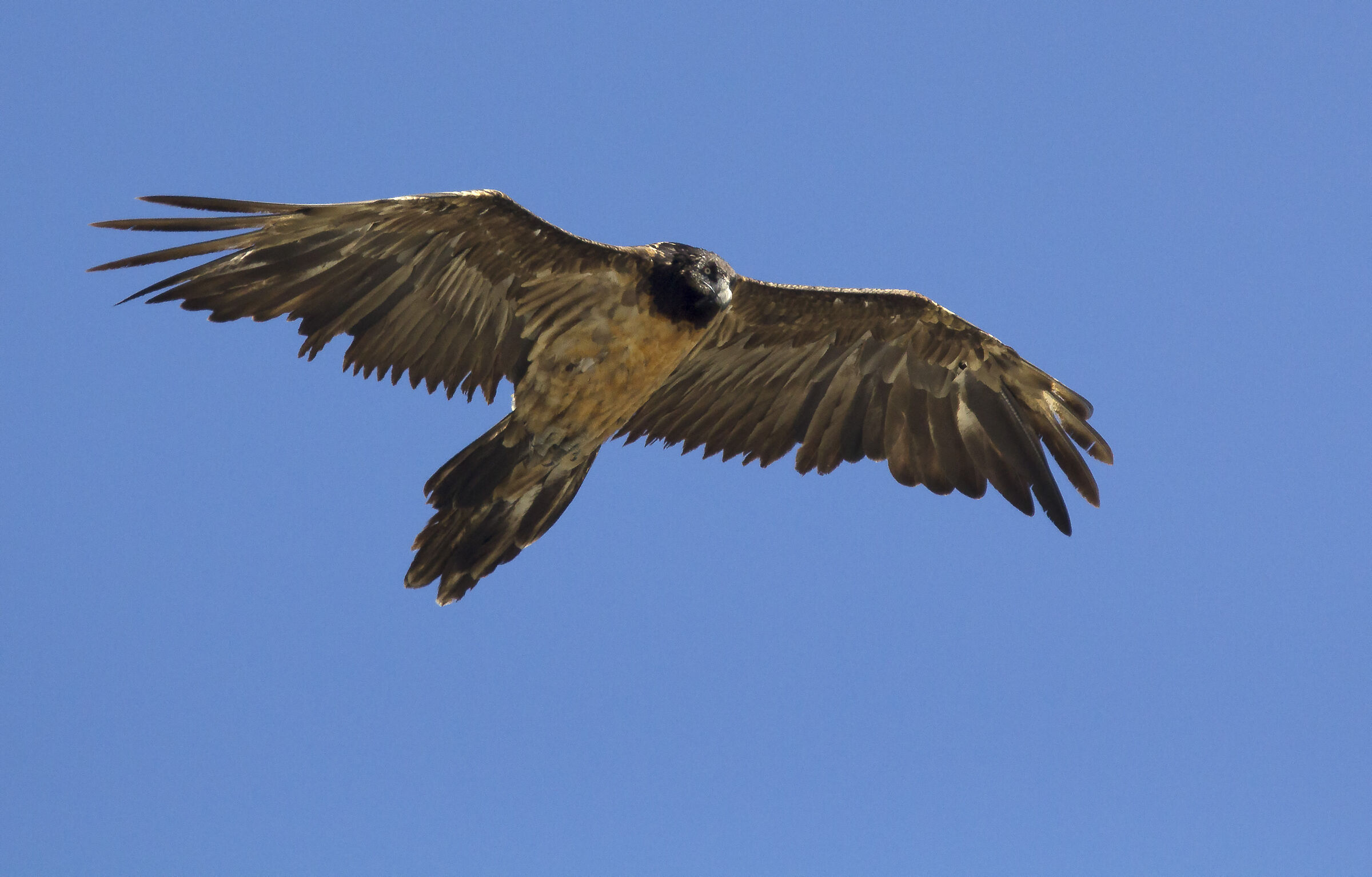 Un gigante che osserva dall'alto