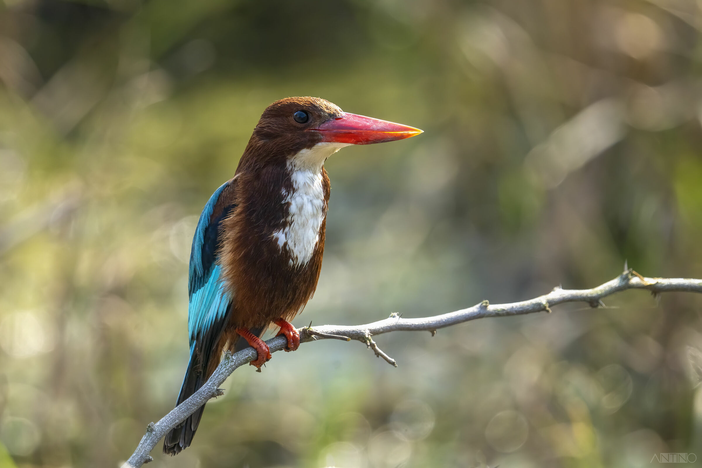 White-Throated Kingfisher