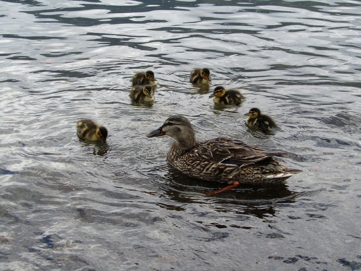 germano reale con piccoli