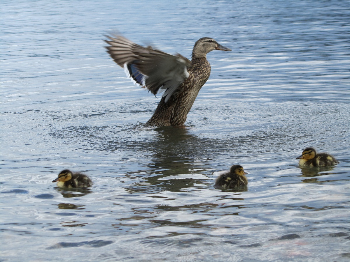 germano reale con piccoli