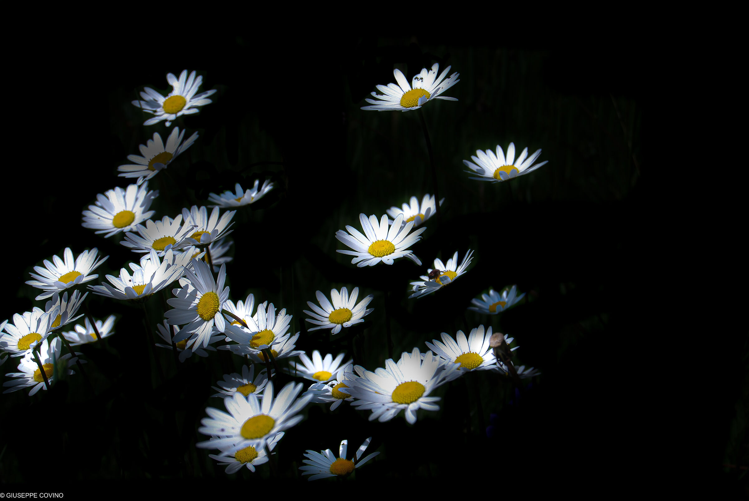 Stormo di...margherite in volo di notte.