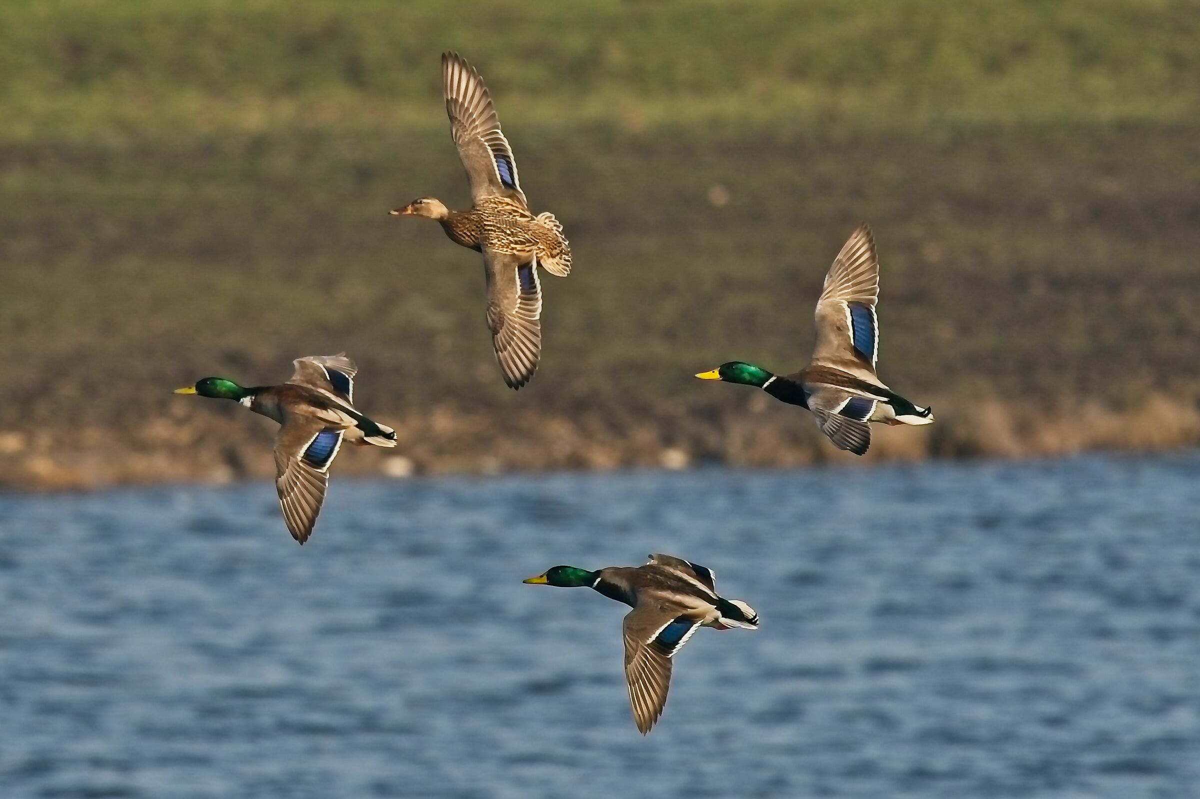 volare in formazione