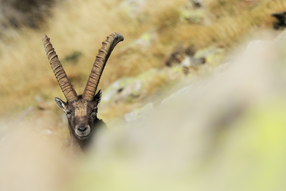 Ibex